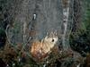 Gray Wolf (Canis lupus)