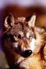 Gray Wolf (Canis lupus)