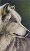 [Animal Art - Barbara Banthien] Gray Wolf (Canis lupus)