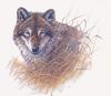 [Animal Art - David Wenzel] Gray Wolf (Canis lupus)