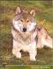 Gray Wolf (Canis lupus)