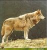 Gray Wolf (Canis lupus)