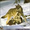 Gray Wolf pair (Canis lupus)