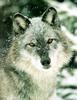 Gray Wolf (Canis lupus)