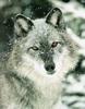 Gray Wolf (Canis lupus)