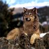 Gray Wolf (Canis lupus)