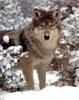 Gray Wolf (Canis lupus)