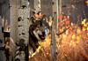 Gray Wolf (Canis lupus)
