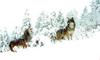 Gray Wolves (Canis lupus)
