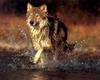 Gray Wolf (Canis lupus)