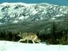 Gray Wolf (Canis lupus)