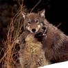Gray Wolves (Canis lupus)