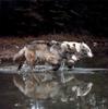 Gray Wolves (Canis lupus)