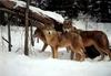 Gray Wolves (Canis lupus)