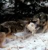 Gray Wolves (Canis lupus)