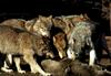 Gray Wolves (Canis lupus)