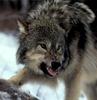 Gray Wolf (Canis lupus)