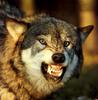 Gray Wolf (Canis lupus)