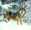 Gray Wolf (Canis lupus)