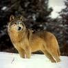 Gray Wolf (Canis lupus)