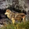 Gray Wolf (Canis lupus)