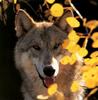 Gray Wolf (Canis lupus)