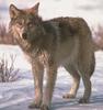 Gray Wolf (Canis lupus)