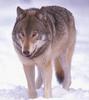 Gray Wolf (Canis lupus)