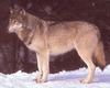 Gray Wolf (Canis lupus)