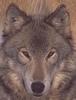 Gray Wolf (Canis lupus)