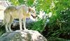 Gray Wolf (Canis lupus)