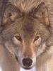 Gray Wolf (Canis lupus)