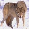 Gray Wolf (Canis lupus)