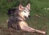 Gray Wolf (Canis lupus)