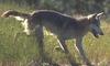 Gray Wolf (Canis lupus)