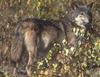 Gray Wolf (Canis lupus)