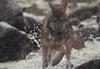 Gray Wolf (Canis lupus)