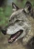 Gray Wolf (Canis lupus)