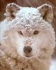 Gray Wolf (Canis lupus)