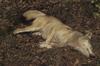Gray Wolf (Canis lupus)