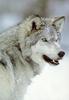 Gray Wolf (Canis lupus)