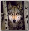 Gray Wolf (Canis lupus)