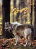 Gray Wolf (Canis lupus)