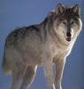 Gray Wolf (Canis lupus)