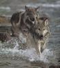 Gray Wolves (Canis lupus)