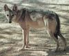 Gray Wolf (Canis lupus)