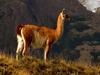 Guanaco (Lama guanicoe)