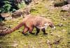 Coati (Nasua sp.)