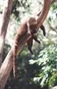 Coati (Nasua sp.)