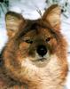 Dhole (Cuon alpinus)